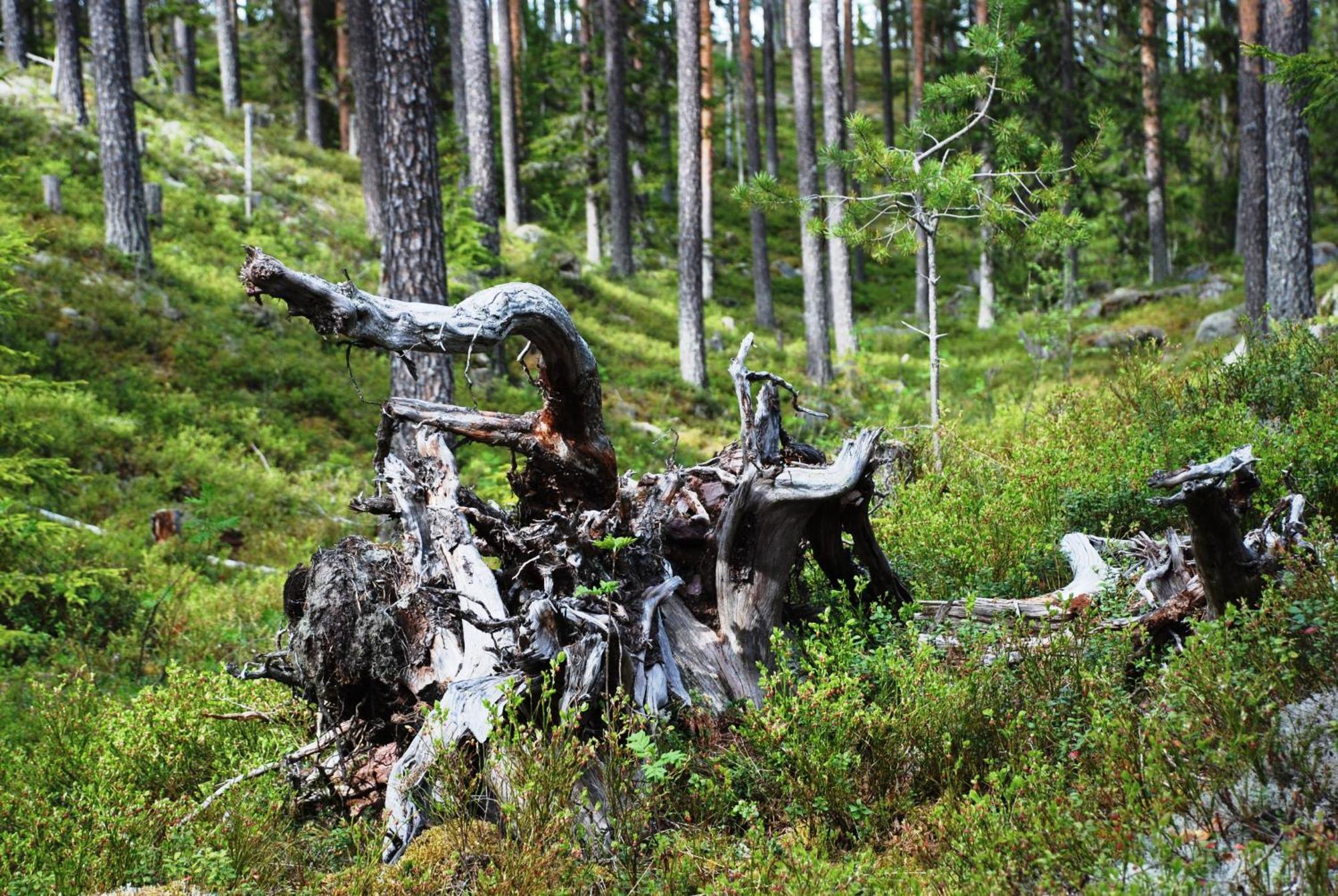 Hytte Anno 1721 Uten Internett, Strom, Vann - Men Med Rodmalt Utedo Ljørdal Buitenkant foto
